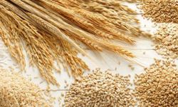 10 Ayda 10 Milyar Dolarlık Hububat ve Bakliyat İhracatı!