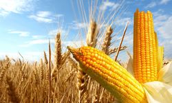 Arpa ve Mısır İthalatında Yeni Düzenleme!