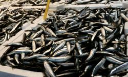 Karadeniz’de Uzun Yıllar Sonra İlk Hamsi Bolluğu!