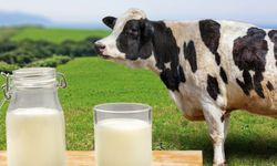 TÜİK Açıkladı: Türkiye Süt Üretiminde Geriledi mi?