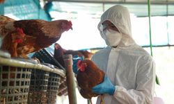 Kuş Gribi Riski Tırmandı!