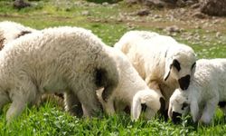 Kuzu/Oğlak Destekleme Başvuruları Başladı! İşte Ayrıntılar!