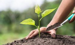 11 Kasım’da Milyonlarca Fidan Toprakla Buluşacak!