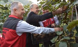 Gülyalı’da Kivi Hasadı Heyecanı!