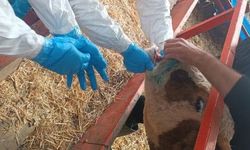 Şap Hastalığına Karşı Yoğun Mücadele!