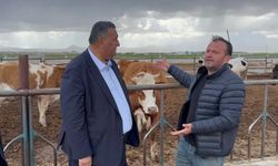 Hayvancılıkta Maliyet Baskısı ve İthalat Çıkmazı!