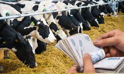 1 Milyar TL’lik Tarımsal Destekleme Ödemeleri Hesaplara Aktarılıyor!