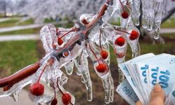 Don Mağduru Üreticiye 221 Milyon TL Destek!