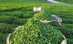 Ünlü Marka Çay Üretimini Durdurdu!