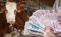 1 Milyar TL'lik Tarımsal Destekleme Ödemeleri Hesaplara Aktarılıyor!