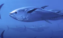 Mavi Yüzgeçli Orkinosta Rekor Artış!