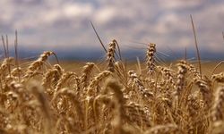 TMO’dan Hububatta Yeni Fiyat Güncellemesi!
