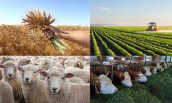 2025 Tarımda Akılda Kalanlar!