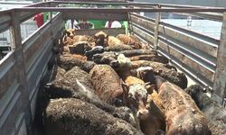Bakanlıktan Hayvan İthalatında Yeni Tarih!