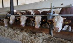 TZOB Başkanı: Şap Hastalığı Üretimi Sarsıyor!