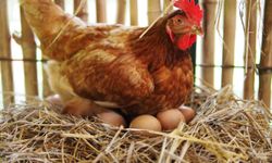 TÜİK Kasım Raporu: Kesim Arttı, Yumurta Azaldı