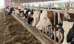 Bilecik’te Şap Alarmı! Pazaryeri Karantinada