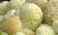 Dut Üreticileri İçin Yeni Destek Paketi!