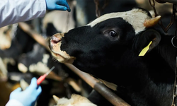 Şap Alarmı: Hayvancılık 3 Ay Durduruldu!