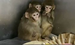 Bursa’da Yasa Dışı Hayvan Ticareti: 3 Makak Maymunu Ele Geçirildi