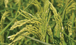 TMO 2025 Yılı Çeltik Alım Fiyatlarını Açıkladı