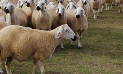 “Üretici Yalnız Bırakıldı, Hayvancılıkta Kan Kaybı Yaşanıyor”