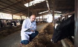 Damızlık Sığır İthalatında Yeni Düzenlemeye Bilimsel İtiraz!