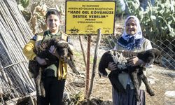 Büyükşehir'den Kırsala 9 Bin Küçükbaş Desteği!