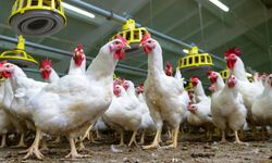 Kanatlı Sektöründe Yeni Dönem!