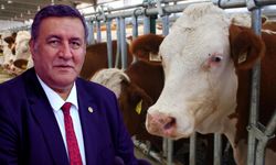 Gürer’den TÜİK Verilerine Sert Tepki: “Şap Döneminde Hayvan Varlığı Nasıl Artıyor?”