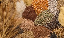 Güneydoğu’dan 279,9 Milyon Dolarlık Hububat İhracatı!