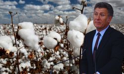 Pamuk Üretimi Geriliyor, Türkiye İthalata Bağımlı Hale Geliyor!