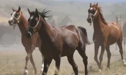 TİGEM’den Kayıp Yarış Atları İddiasına Net Yanıt!