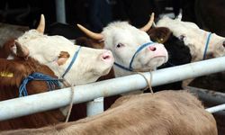 TÜİK 2025 Verileri Açıklandı: Türkiye'de Hayvan Varlığı Artıyor mu?