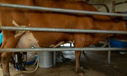 Süt Sağımında Hijyen Kaliteli ve Güvenli Sütün İlk Şartı!