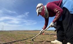 Tarımda İşçi Ücretleri 2025’te Yükseldi!