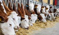 Hayvancılık Destekleri İçin Kritik Tarihler Duyuruldu