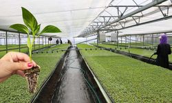 Fidede Hastalık Nasıl Anlaşılır?