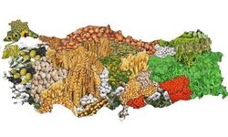 Bir Ülkenin Tarım Haritası Nasıl Okunur?