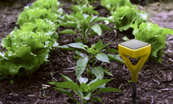 Akıllı Sensörler Konuşuyor: Bitkiniz Su İstediğini Size Nasıl Söyler?