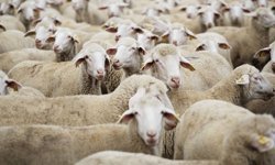 TİGEM Küçükbaş İhale Satışını Duyurdu!