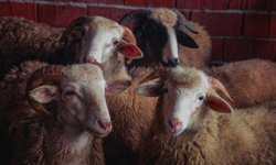 TDV 2026 Vekaletle Kurban Fiyatlarını Açıkladı