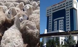 Kars’ta “Mera Yasağı” İddialarına Bakanlıktan Yanıt!