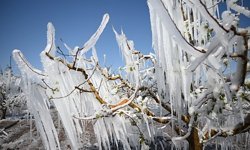 Tarımda Zirai Don Alarmı! Bakanlık Tarih Vererek Uyardı