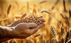 Tarımda Üretici Enflasyonu Belli Oldu!