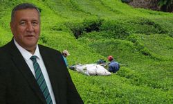 'Çay Üreticisi Masrafını Çıkaramıyor'