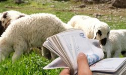 5,4 Milyar TL’lik Tarımsal Destekleme Ödemeleri Hesaplara Aktarılıyor!
