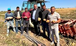 İcra Dosyalarında Artık Süt İnekleri de Var!