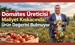 Domates Üreticisi Maliyet Kıskacında: Ürün Değerini Bulmuyor