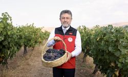 Türkiye’nin Üzüm Üretiminde Yeni Rekor Beklentisi